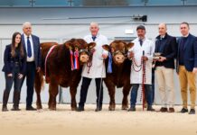 HALTCLIFFE ARCHER STEALS THE SPOTLIGHT AT 45,000GNS AT CARLISLE OCTOBER SALE
