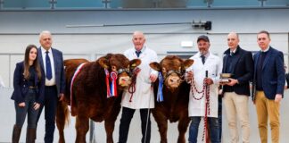 HALTCLIFFE ARCHER STEALS THE SPOTLIGHT AT 45,000GNS AT CARLISLE OCTOBER SALE