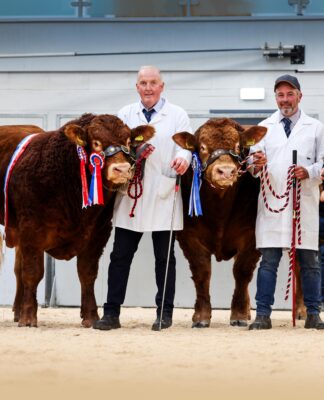 HALTCLIFFE ARCHER STEALS THE SPOTLIGHT AT 45,000GNS AT CARLISLE OCTOBER SALE