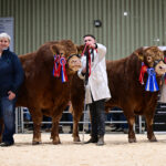 LIMOUSIN TRADE PEAKS AT 9,200GNS AT BALLYMENA’S AUTUMN SALE