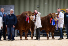 LIMOUSIN TRADE PEAKS AT 9,200GNS AT BALLYMENA’S AUTUMN SALE