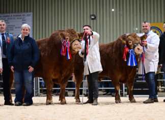 LIMOUSIN TRADE PEAKS AT 9,200GNS AT BALLYMENA’S AUTUMN SALE